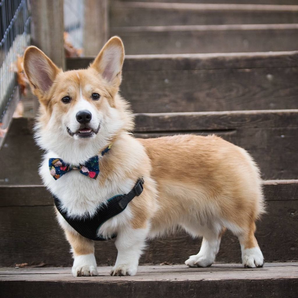 Собаки породы вельш корги пемброк