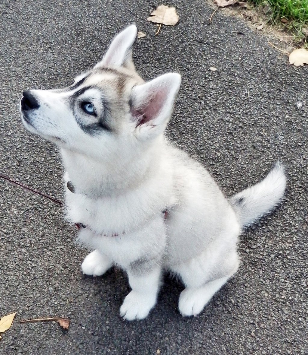 Коротколапый хаски