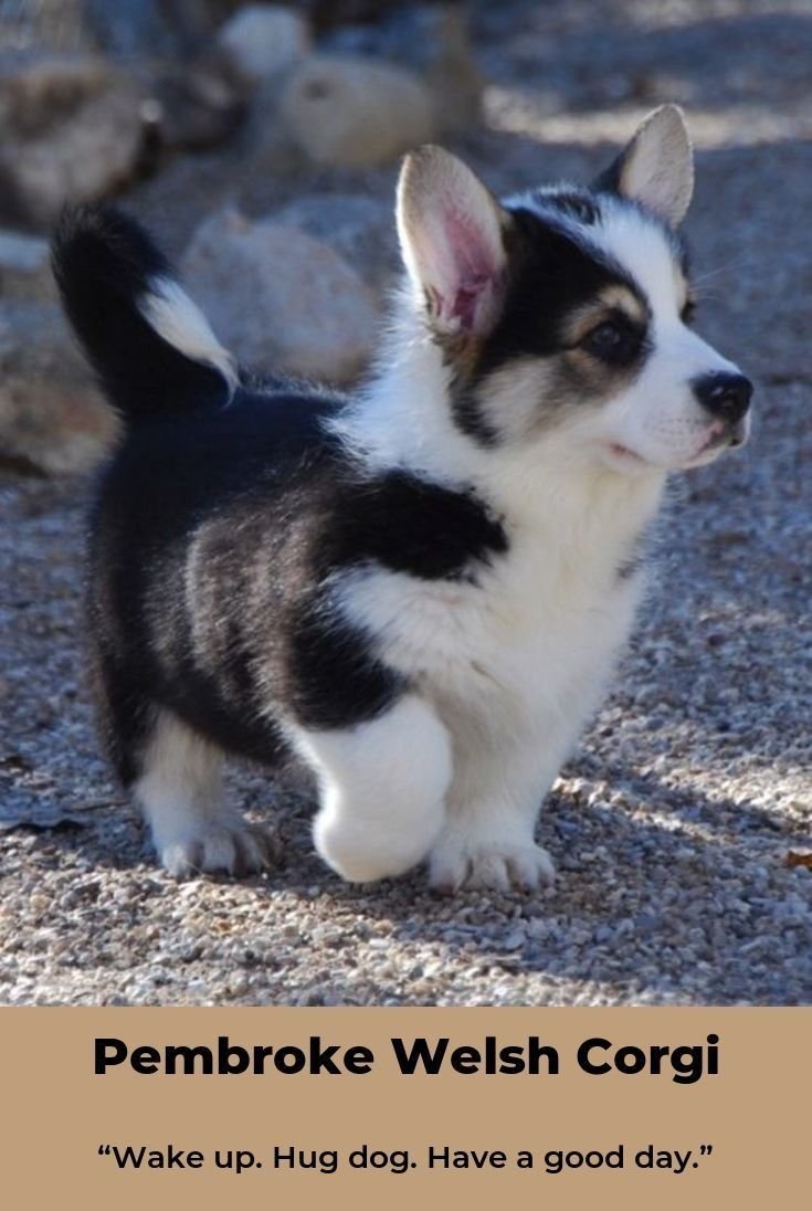 Корги и хаски