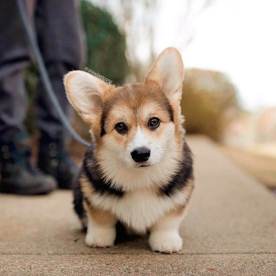 Вельш корги пемброк