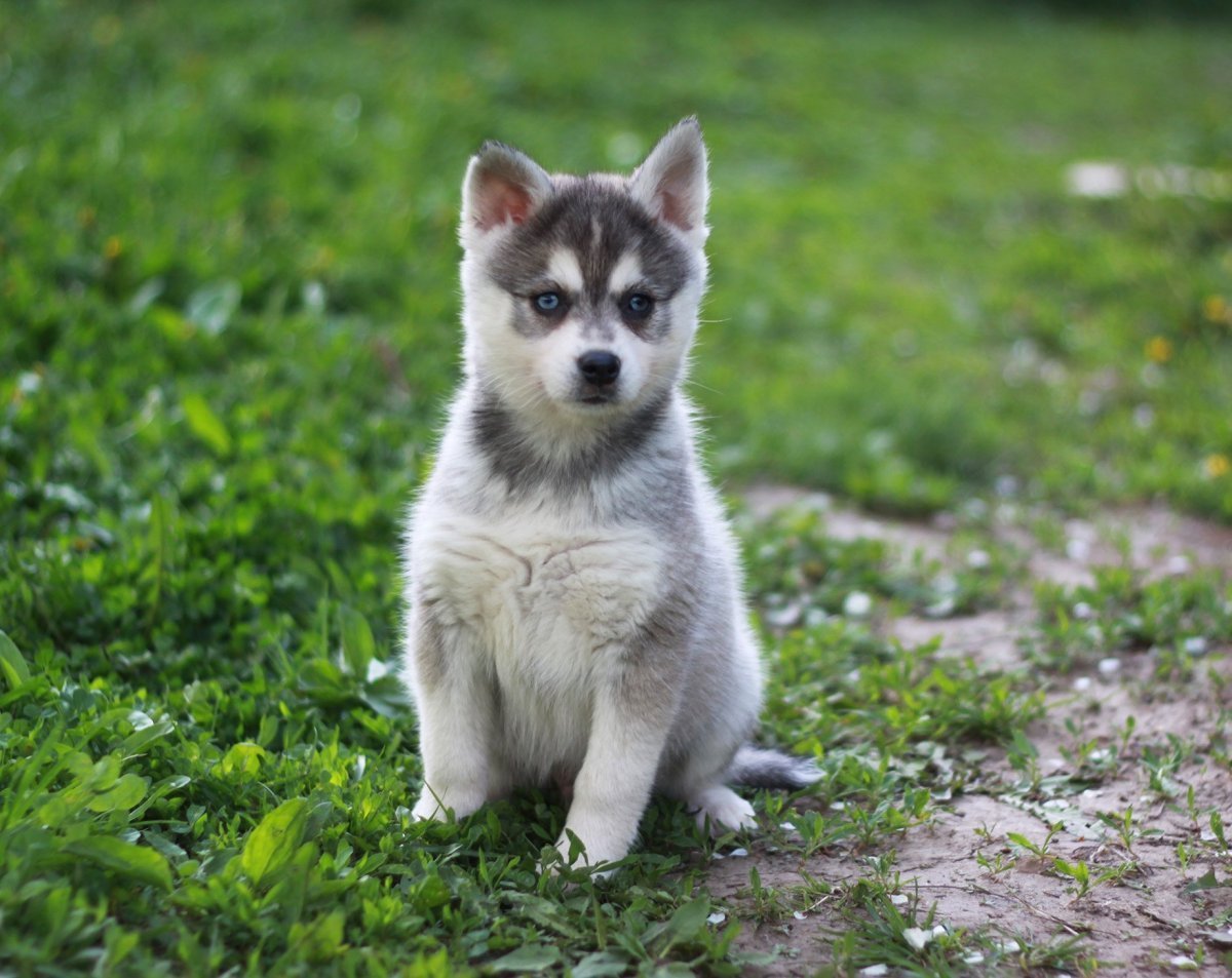 Аляскинский кли Кай мини