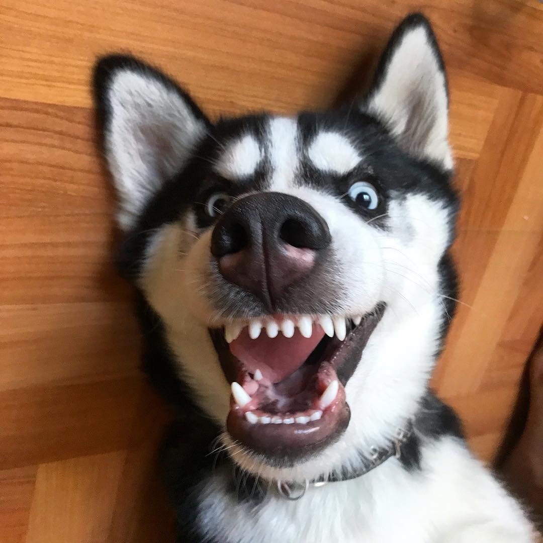 Хаски смешные