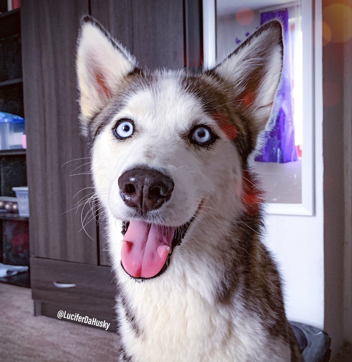 Хаски реальность