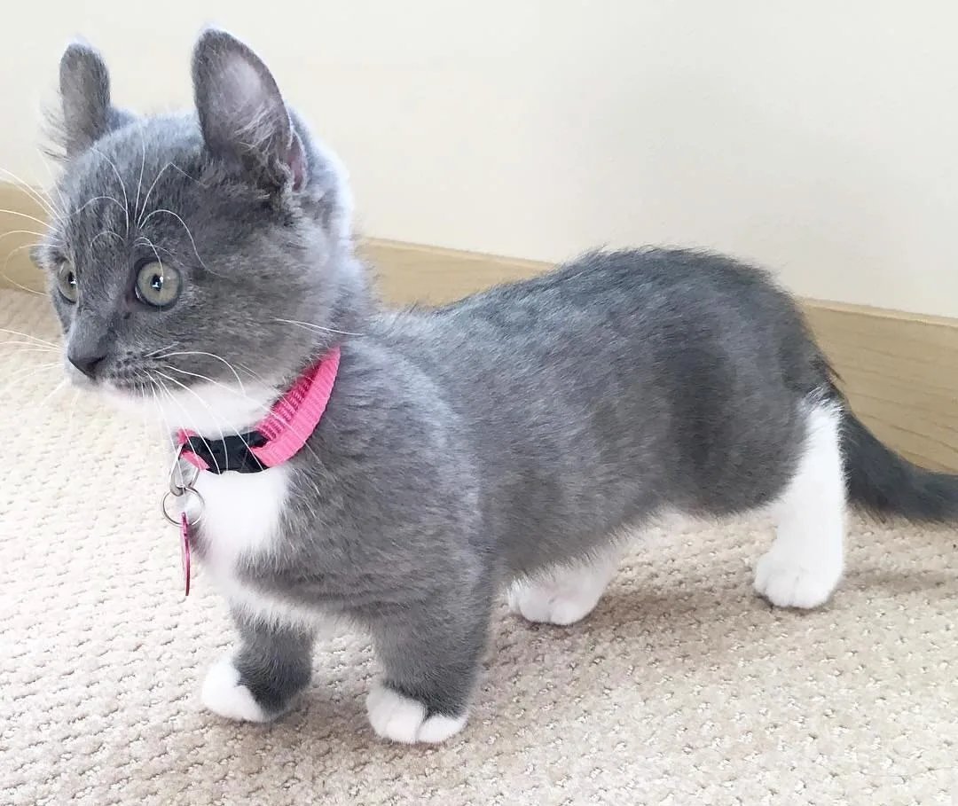 Манчкин котята