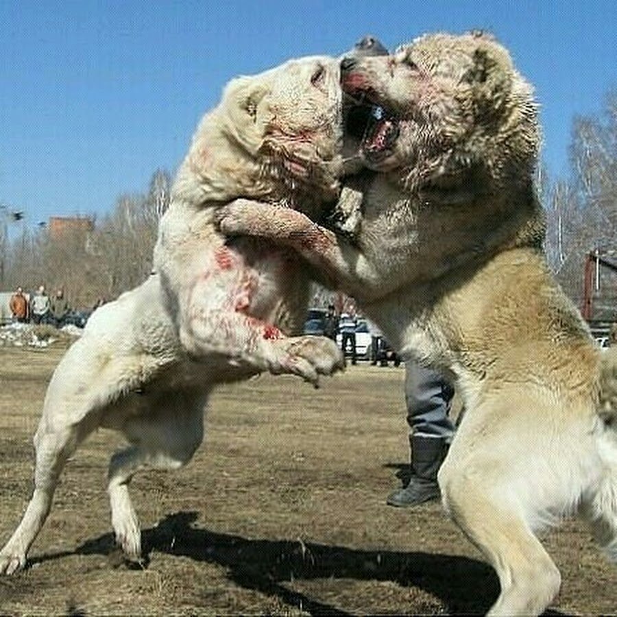 Собачнийбой алабай Туркмен