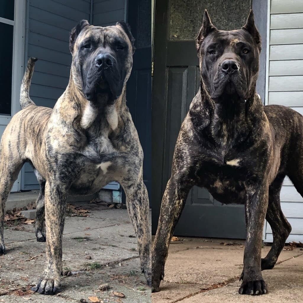 Канарский дог и Кане Корсо