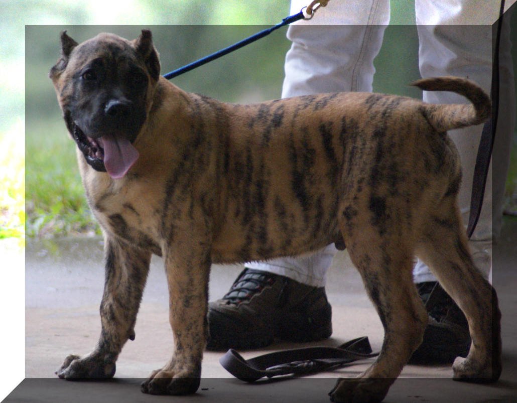 Перро де пресо Канарио