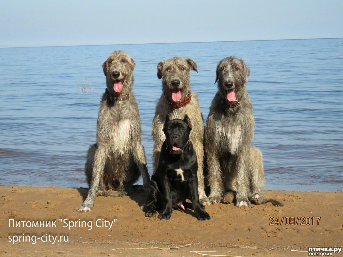 Василий Бочкарев ирландский волкодав