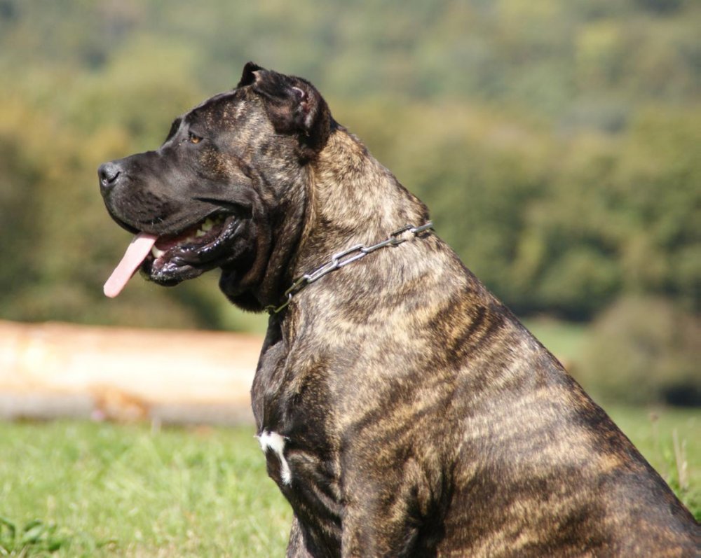 Преса Канарио / presa Canario (346) к