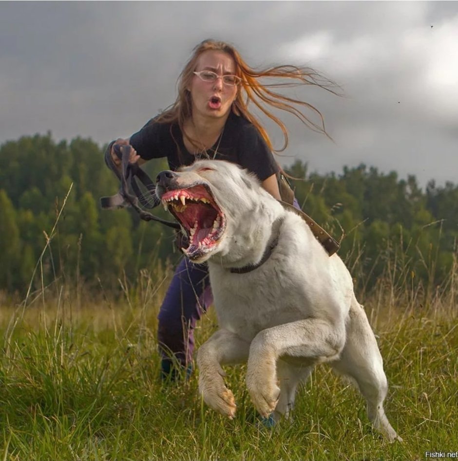 Алабай опасная собака