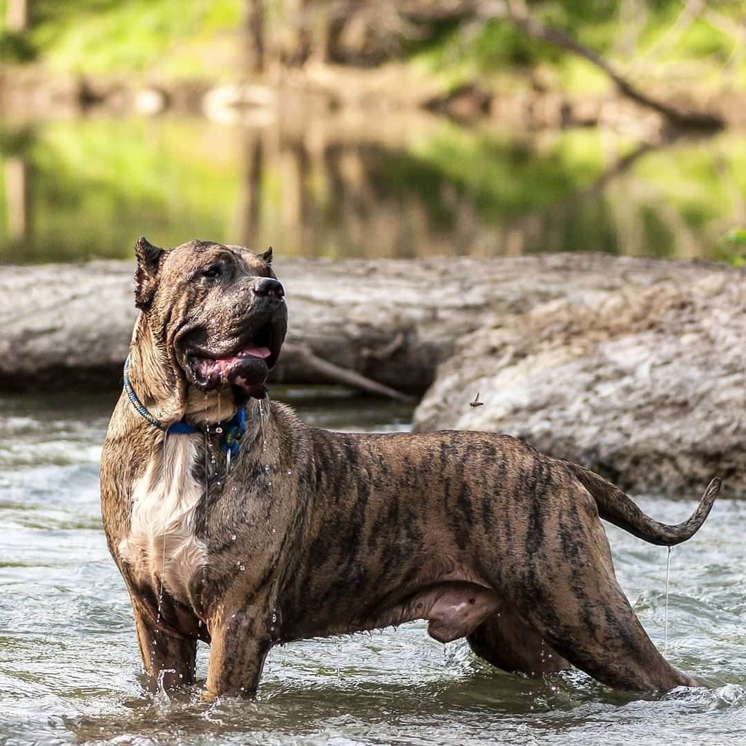 Собака прессо Канарио