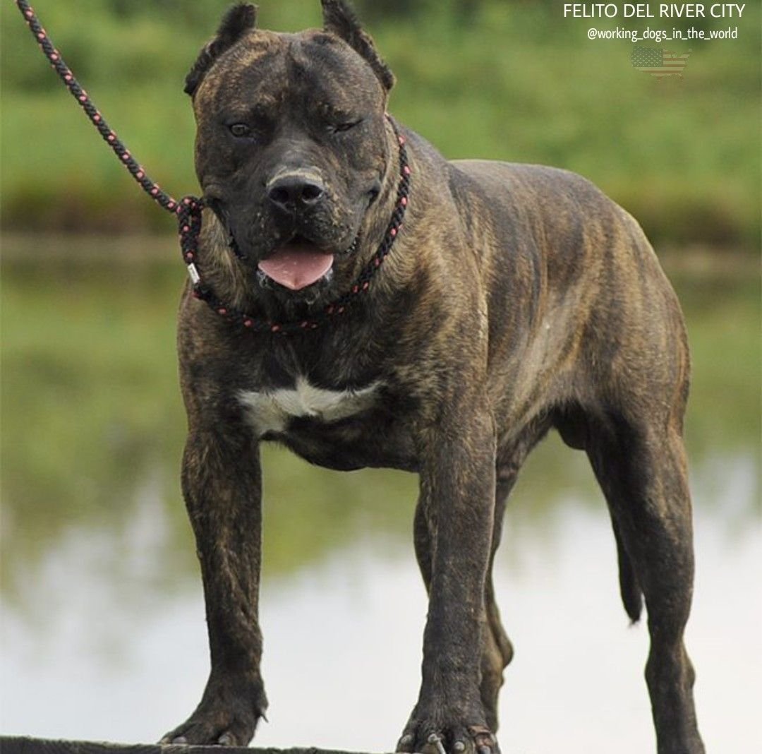 Канарский дог с надписью