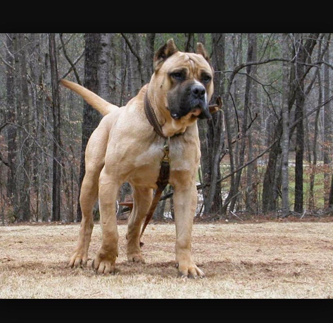 Перро де преса Канарио