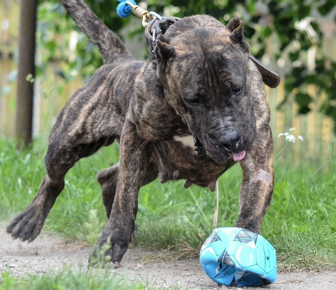 Канарский дог магическая существо