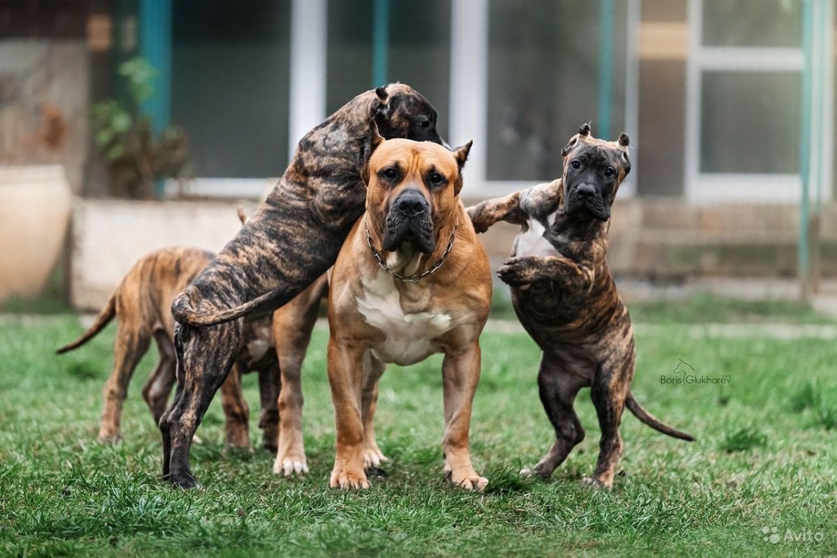 Канарский дог некупированный