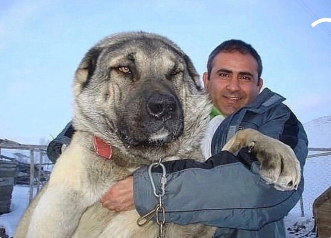 Туркменский волкодав кангал