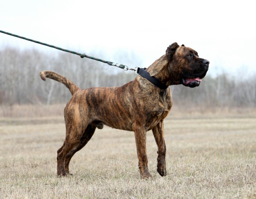 Американский бандог