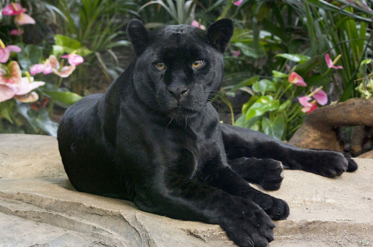 Пума Ягуар пантера