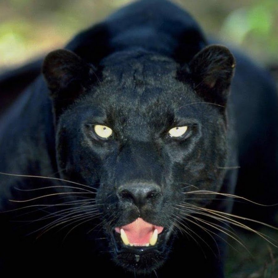 Пантера улыбается