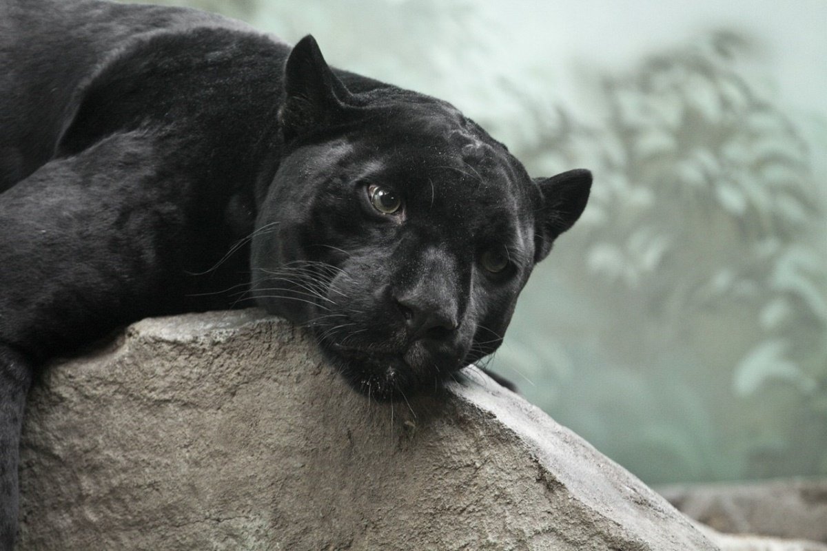 Черная пантера