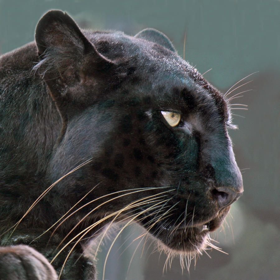 Пантера сбоку