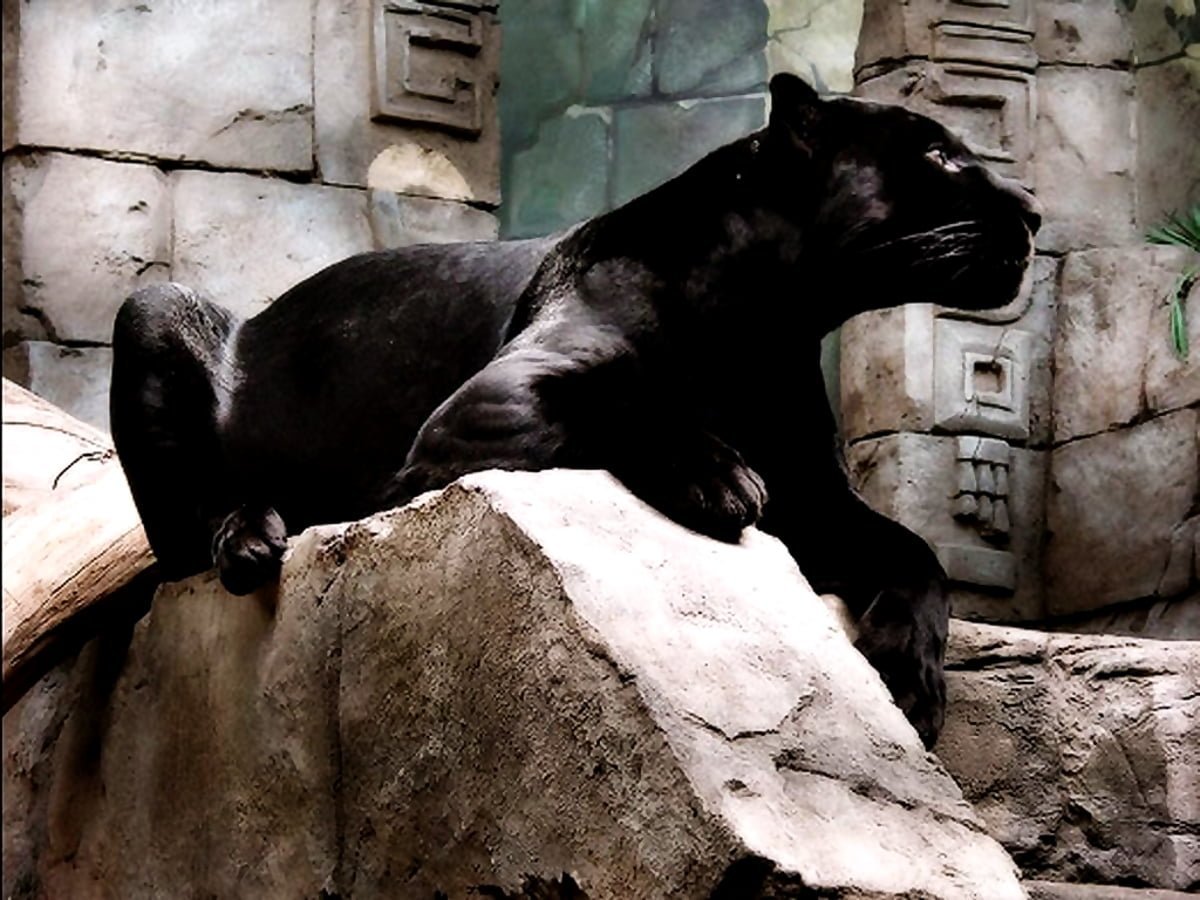 Пантера лежит