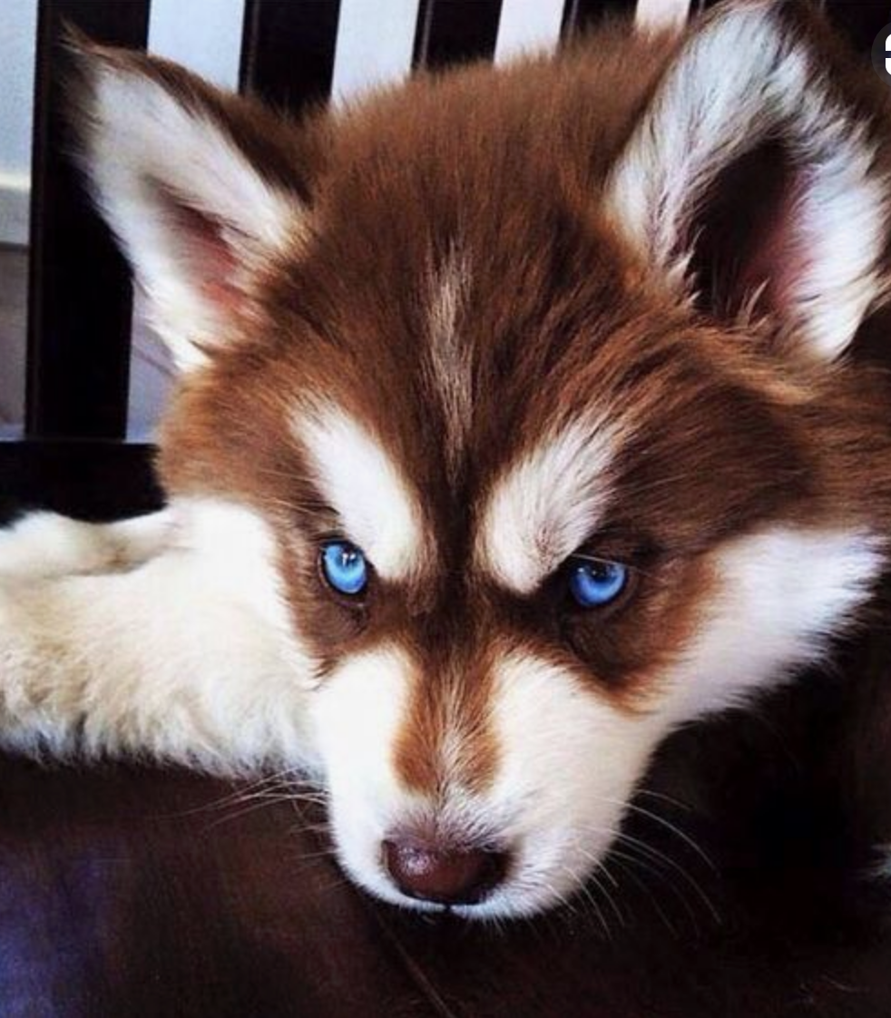 Сибирский хаски медный