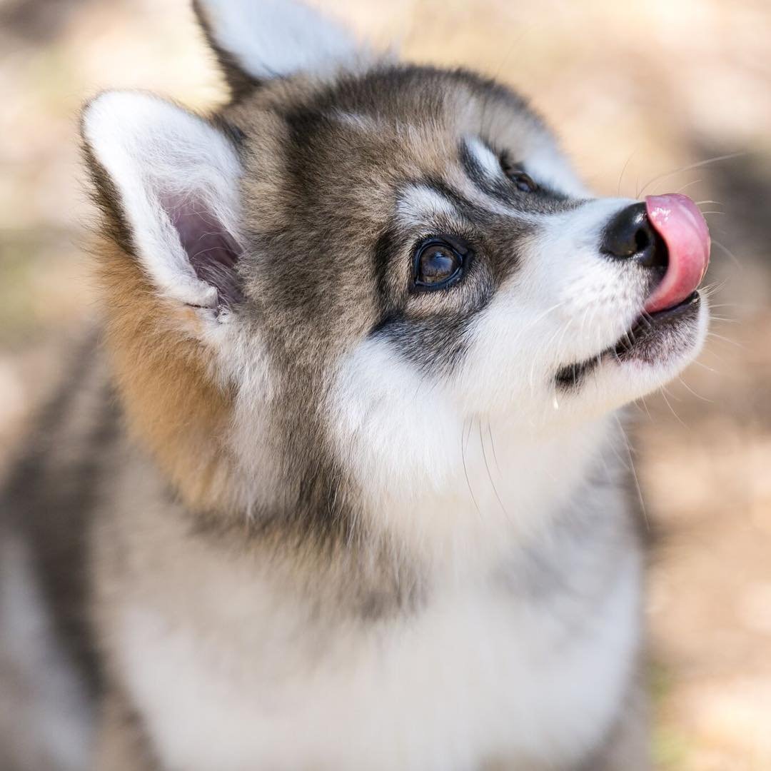 Аляскинский хаски и шпица