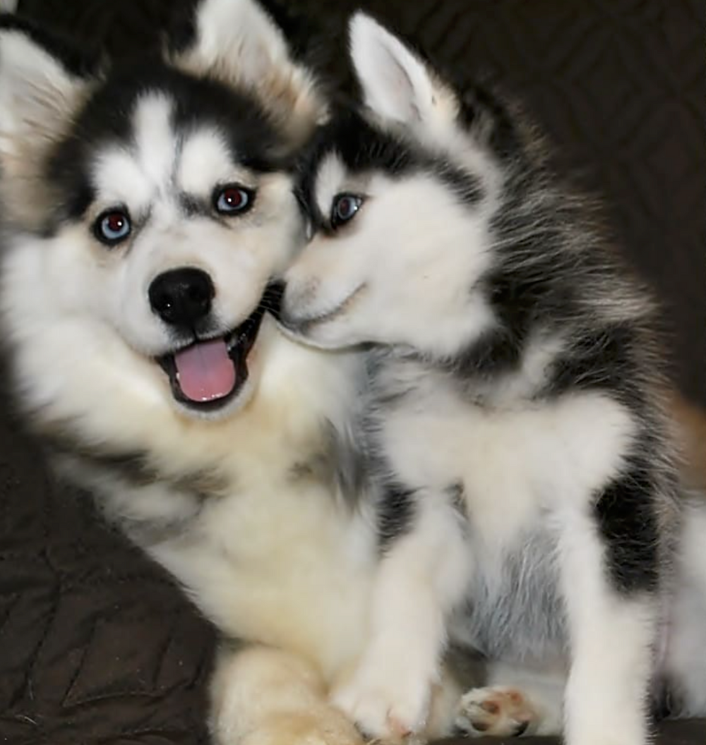 Помсхи собаки цена