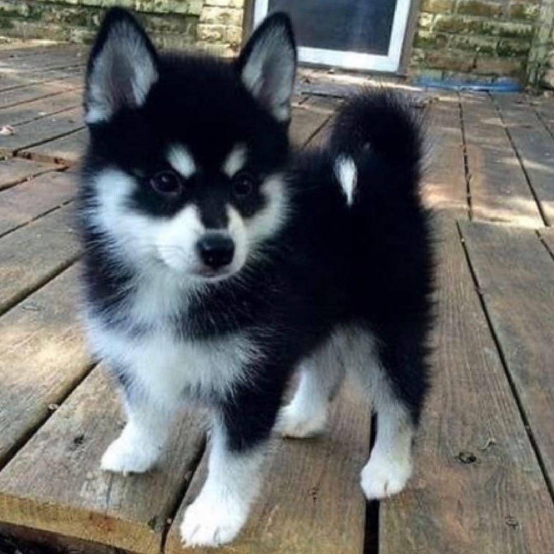 Помски Пипин