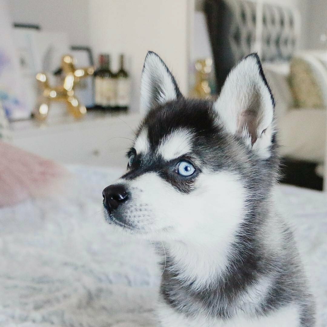 Аляскинский кли-Кай