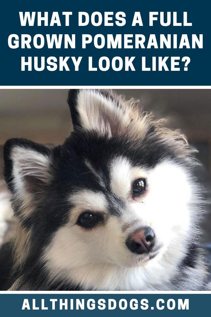 Помс собака