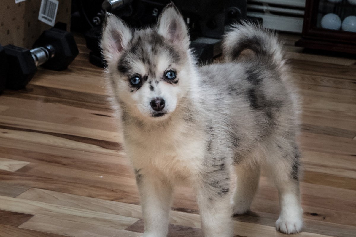 Хаски скрещенная с шпицем