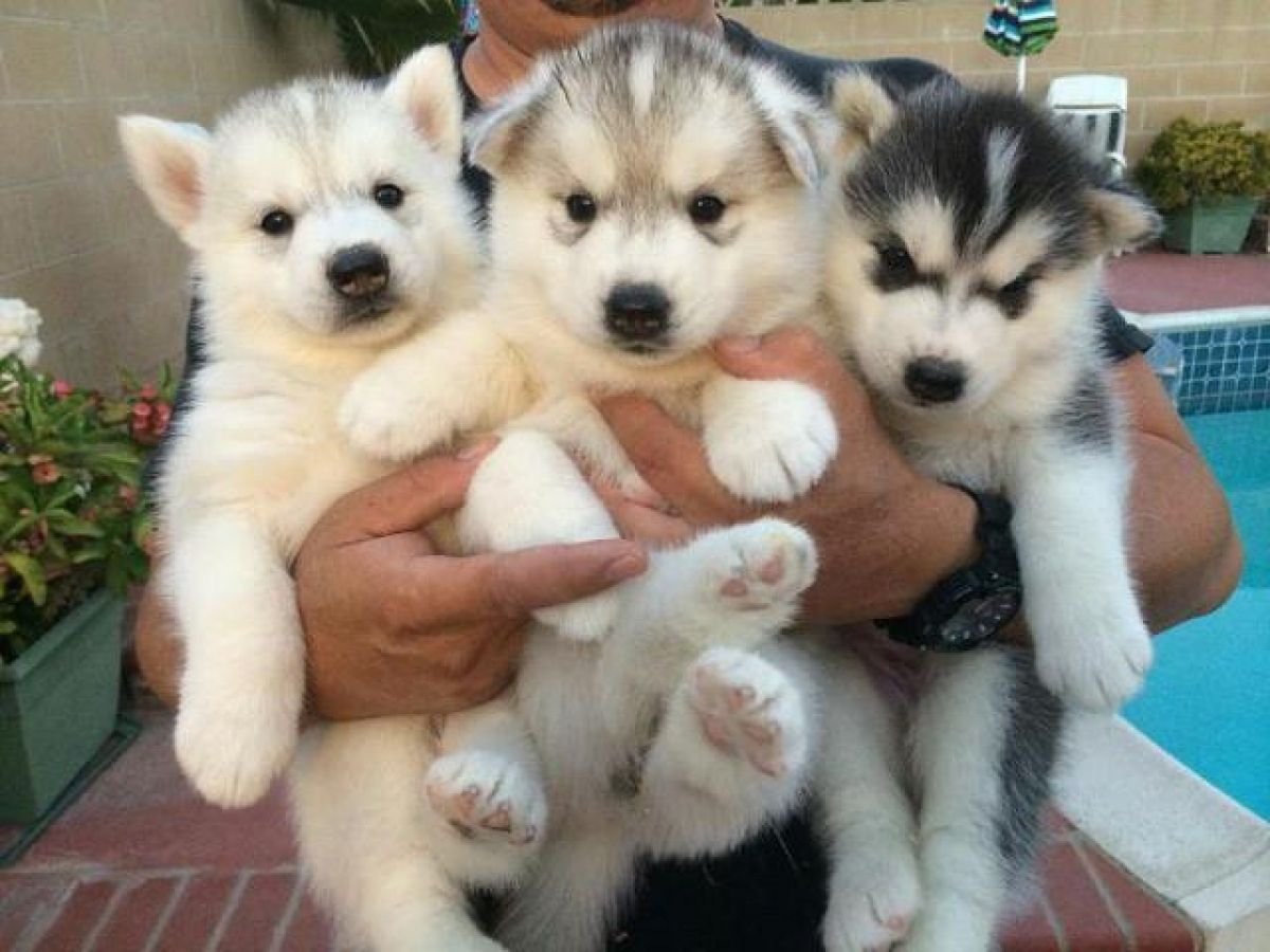 Husky Puppies for adoption in ga