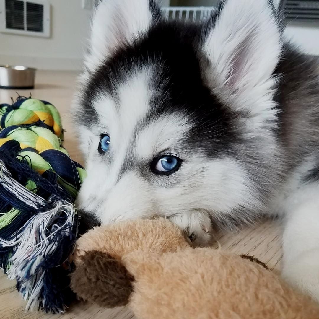 Собака хаски маленькая