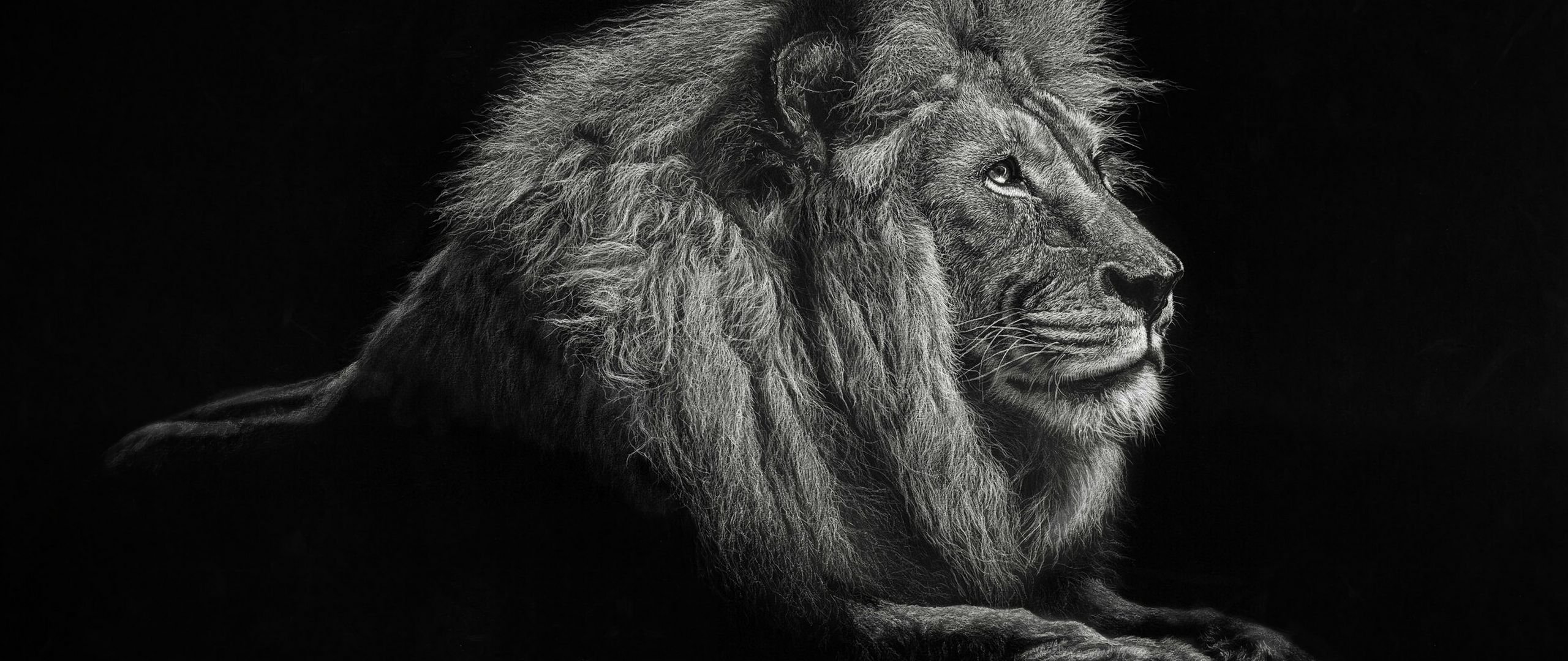 Черный лев 8. Черный Лев. Изображение Льва. Лев на черном фоне. Гордые львы.