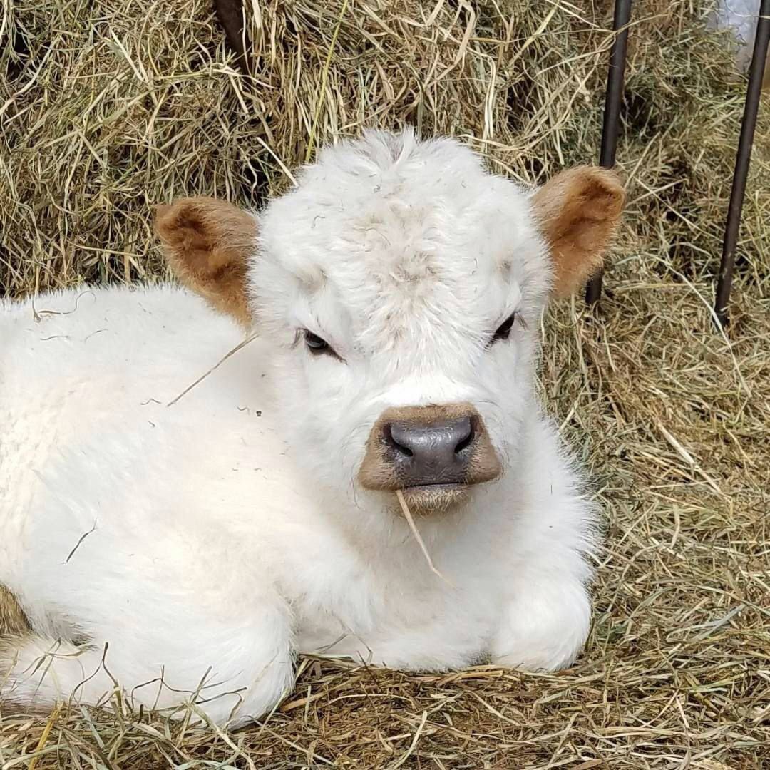 Телята Эстетика