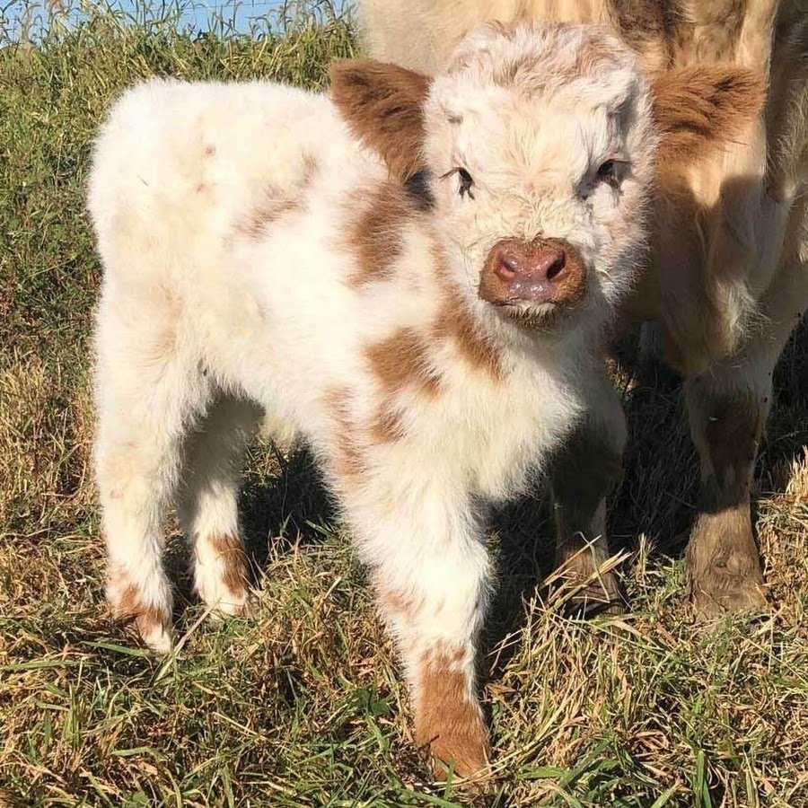 Мохнатая корова