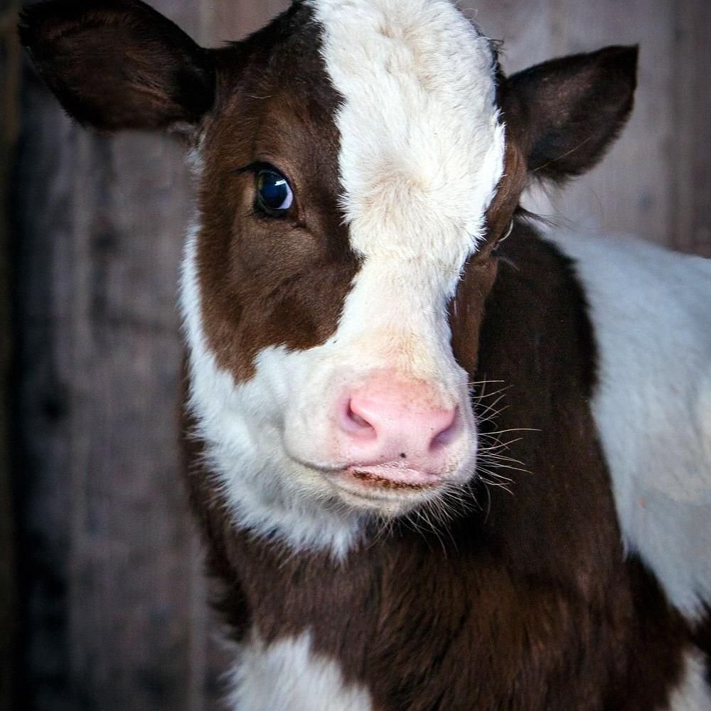 Ветлекарство, животные корова