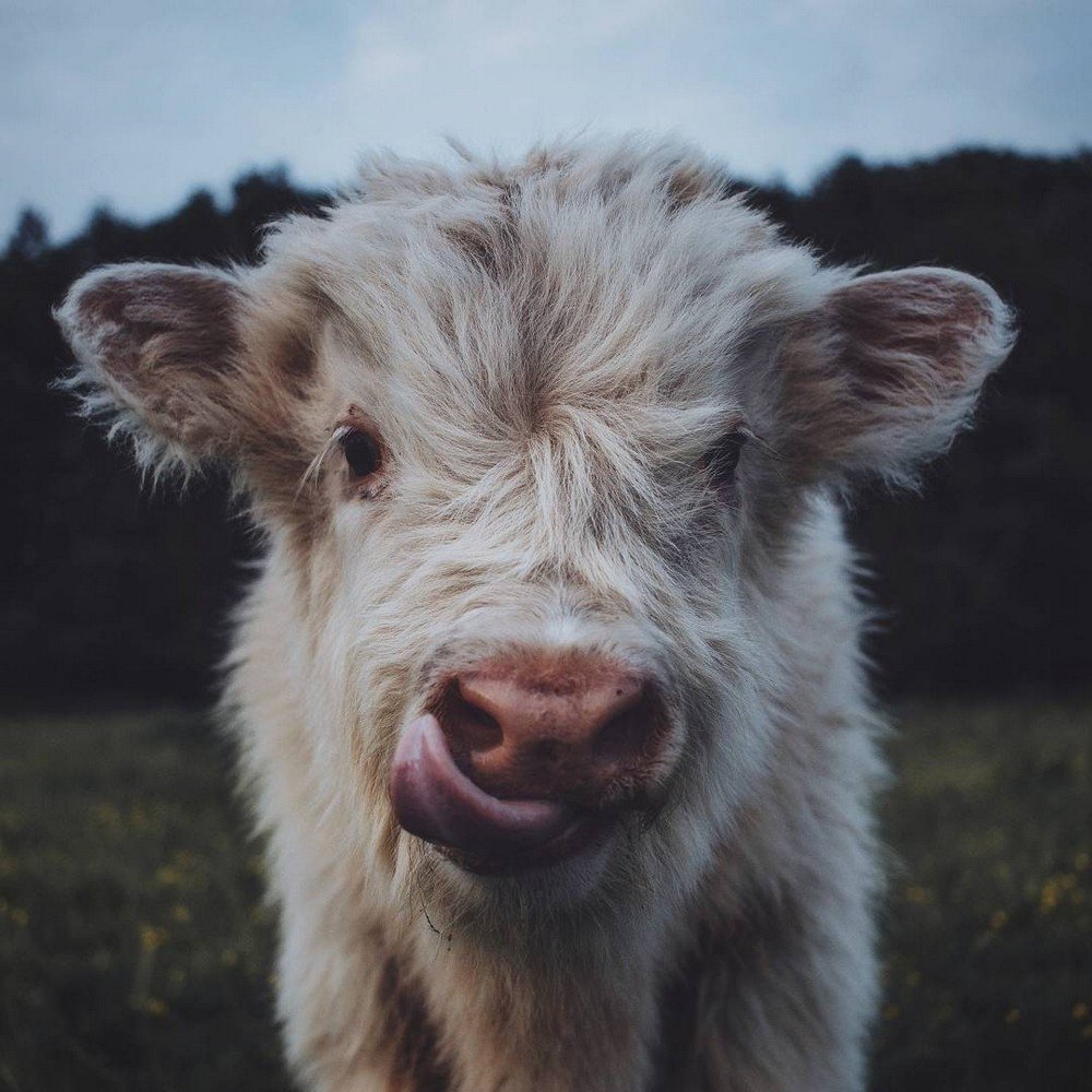 Пушистая корова Эстетика