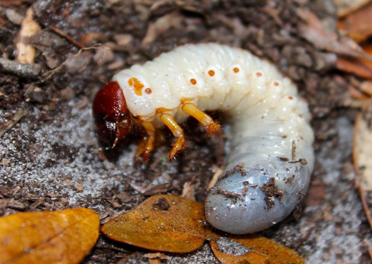 Личинка жука бронзовика