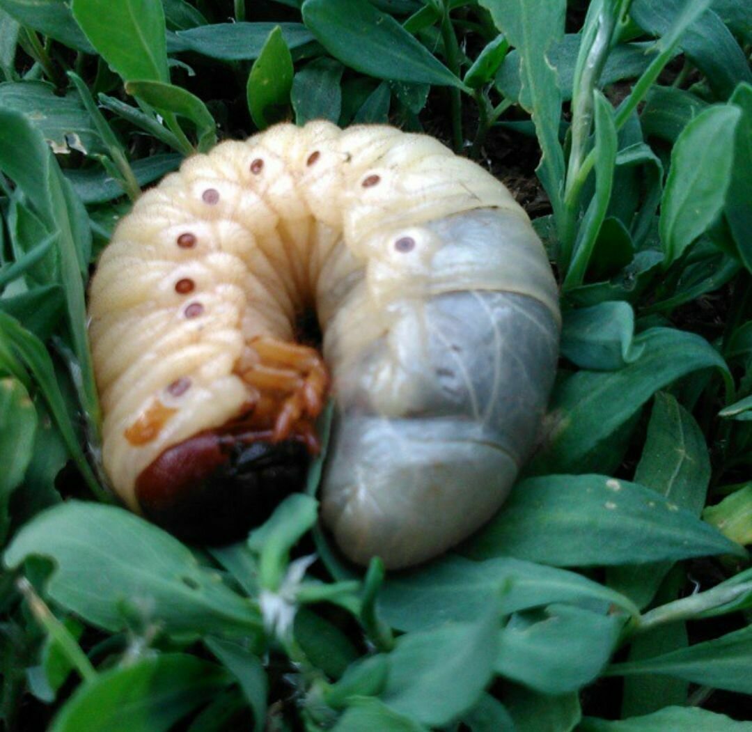 Хрущ личинка майского жука