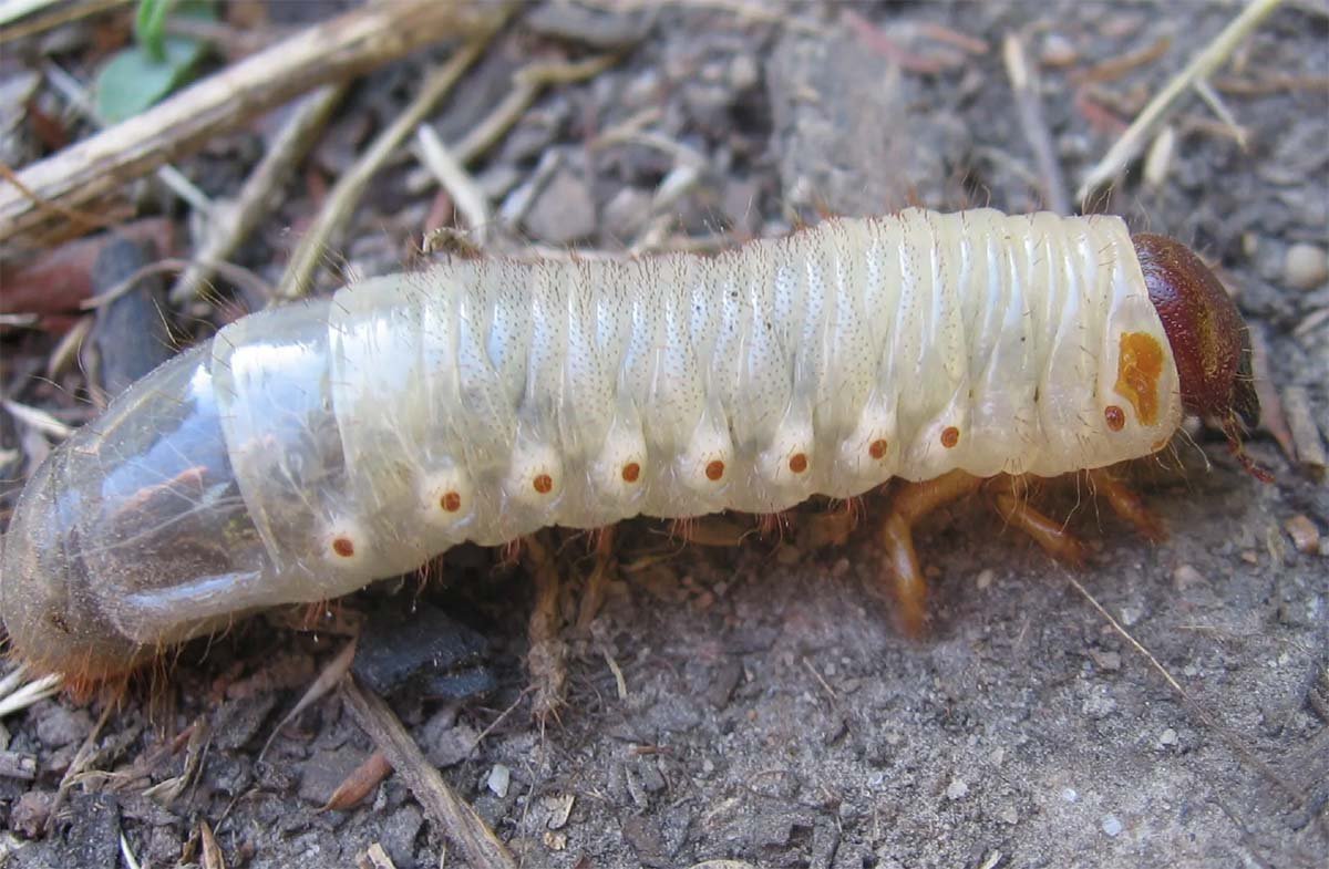 Жук короед личинка гусеница