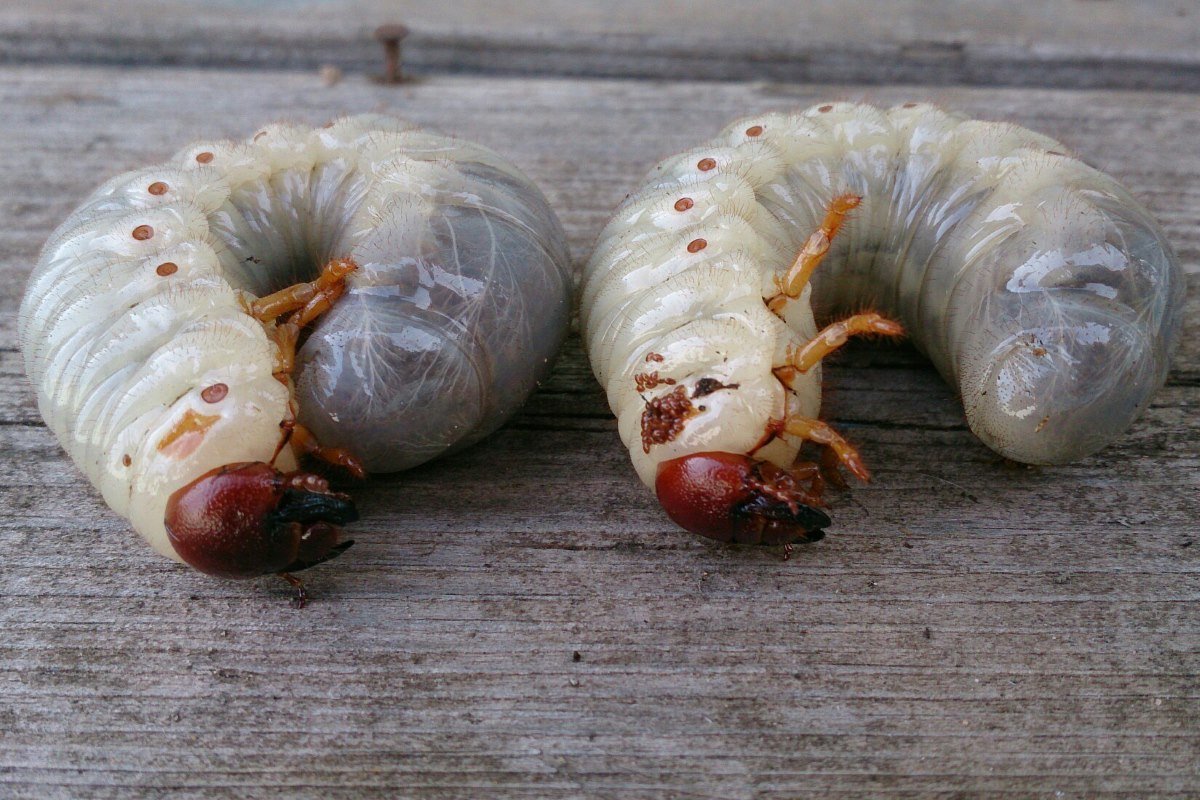 Личинка майского жука