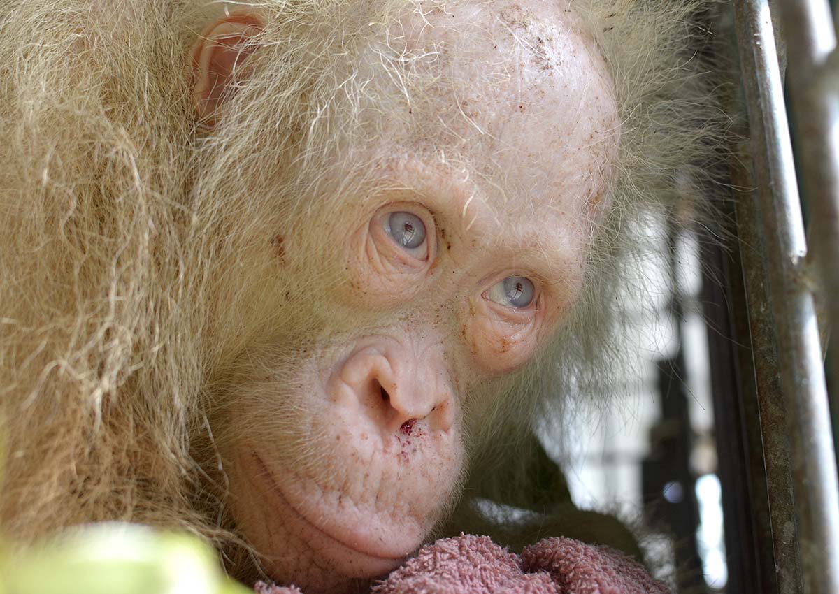 Бонобо альбинос