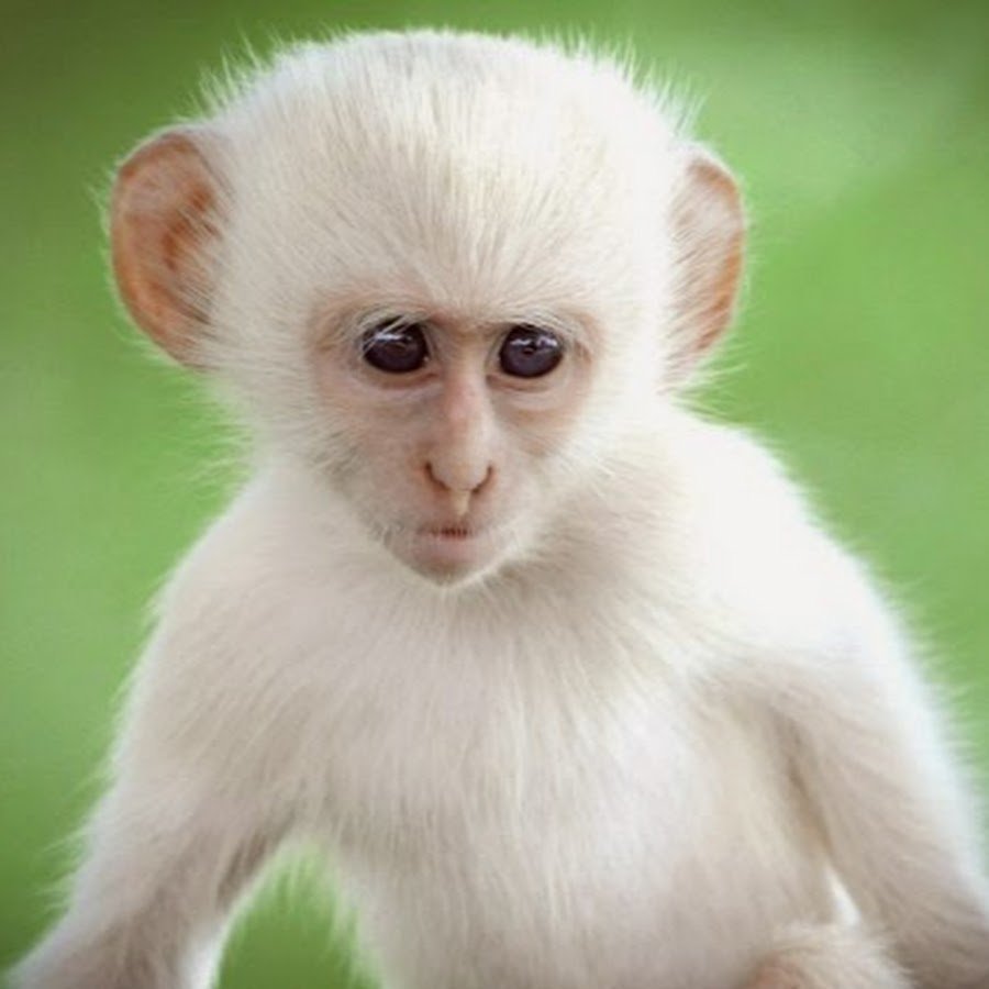 Гиббон альбинос