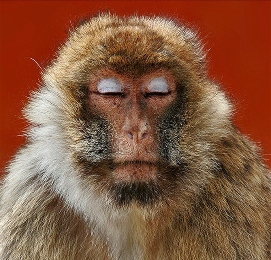 Обезьяна медитирует