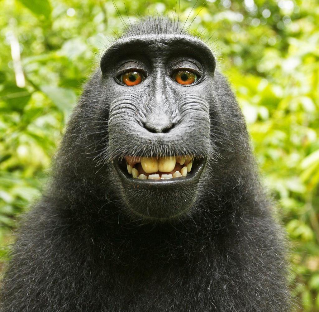 Смешные фотографии для беседы