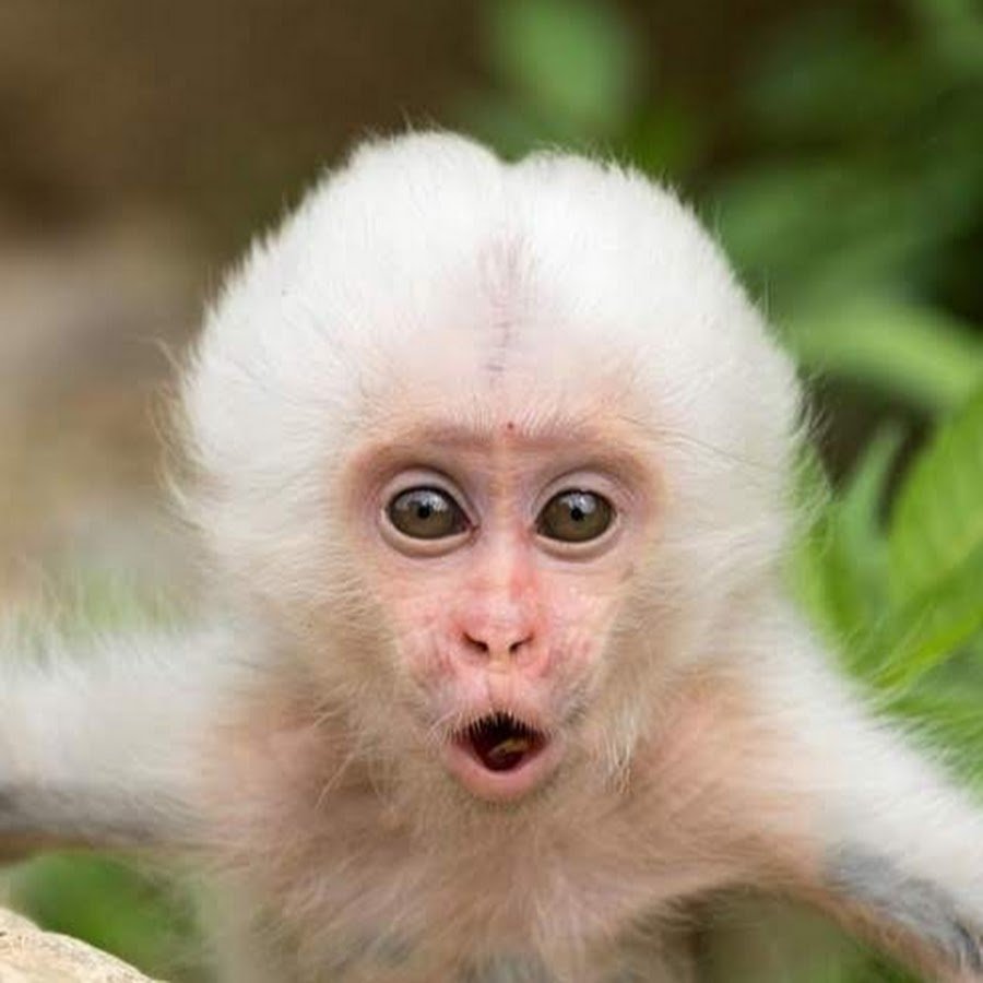 Удивленная обезьянка