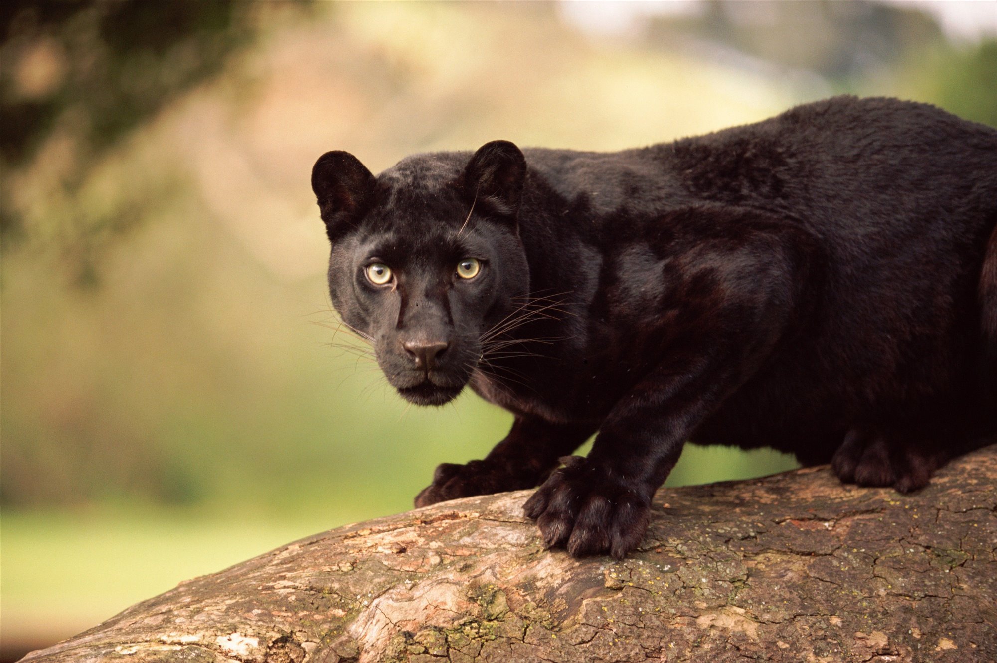 Пантера черная характеристики. "Горная пантера" (Бергепантер). Новогвинейская пантера. Пантера в Северной Америке. Зондские пантеры.
